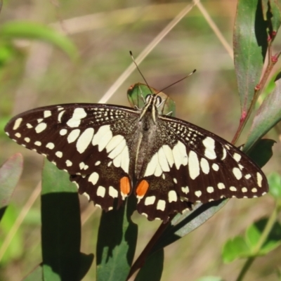 Papilio demoleus (Chequered Swallowtail) at Namadgi National Park - 24 Feb 2023 by owenh