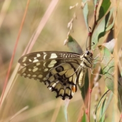 Papilio demoleus at Cotter River, ACT - 24 Feb 2023