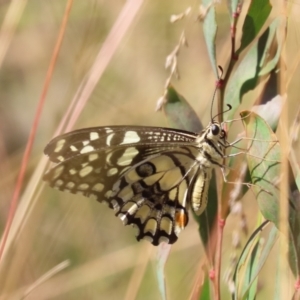 Papilio demoleus at Cotter River, ACT - 24 Feb 2023