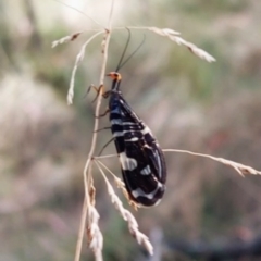 Porismus strigatus (Pied Lacewing) at Tidbinbilla Nature Reserve - 23 Feb 2023 by Numbat