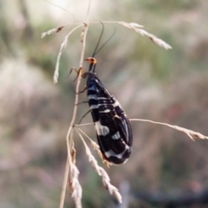 Porismus strigatus at Paddys River, ACT - 24 Feb 2023