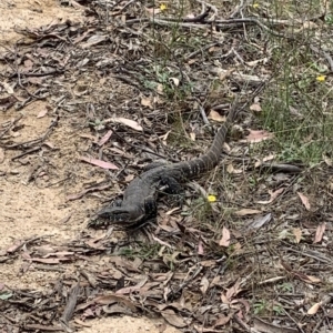 Varanus rosenbergi at Paddys River, ACT - 24 Feb 2023