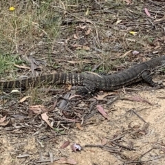 Varanus rosenbergi at Paddys River, ACT - 24 Feb 2023