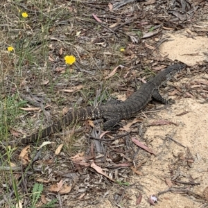 Varanus rosenbergi at Paddys River, ACT - 24 Feb 2023