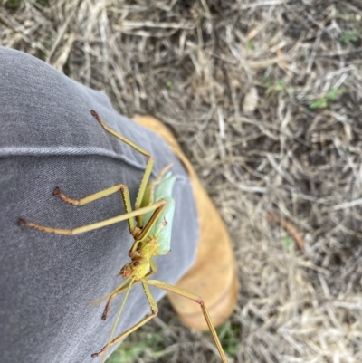 Tropidoderus childrenii (Children's stick-insect) at Throsby, ACT - 23 Feb 2023 by simonstratford