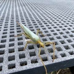 Tropidoderus childrenii at Throsby, ACT - 23 Feb 2023 02:41 PM