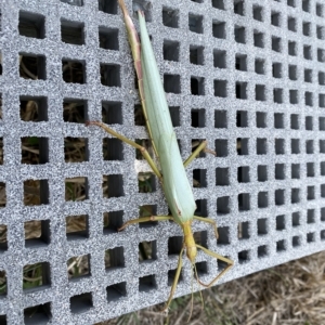 Tropidoderus childrenii at Throsby, ACT - 23 Feb 2023 02:41 PM