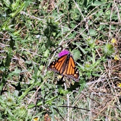 Danaus plexippus (Monarch) at Gigerline Nature Reserve - 23 Feb 2023 by CraigW