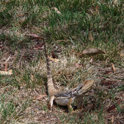 Pogona barbata (Eastern Bearded Dragon) at Deakin, ACT - 24 Feb 2023 by NathanaelC