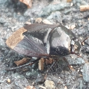 Cydnidae (family) at Latham, ACT - 23 Feb 2023