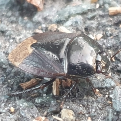 Cydnidae (family) (Burrower bug) at Umbagong District Park - 23 Feb 2023 by LD12