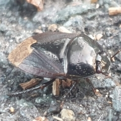 Cydnidae sp. (family) (Burrower bug) at Latham, ACT - 23 Feb 2023 by LD12