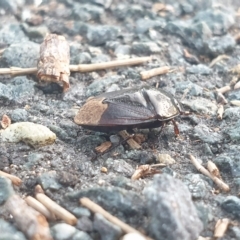 Cydnidae (family) at Latham, ACT - 23 Feb 2023