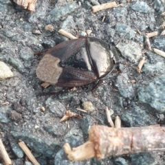 Cydnidae (family) at Latham, ACT - 23 Feb 2023