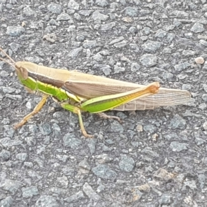 Bermius brachycerus at Latham, ACT - 23 Feb 2023 07:09 PM