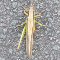 Bermius brachycerus at Latham, ACT - 23 Feb 2023 07:09 PM