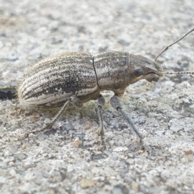 Naupactus leucoloma (White-fringed weevil) at Latham, ACT - 20 Feb 2023 by LD12
