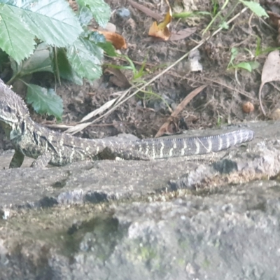 Intellagama lesueurii howittii (Gippsland Water Dragon) at Latham, ACT - 23 Feb 2023 by LD12