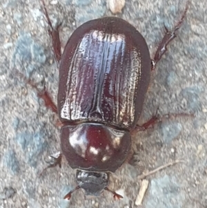 Adoryphorus coulonii at Latham, ACT - 22 Feb 2023