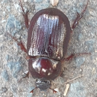 Adoryphorus coulonii (Redheaded pasture cockchafer) at Latham, ACT - 22 Feb 2023 by LD12