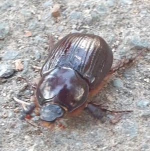 Adoryphorus coulonii at Latham, ACT - 22 Feb 2023 07:10 PM