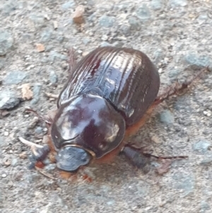 Adoryphorus coulonii at Latham, ACT - 22 Feb 2023