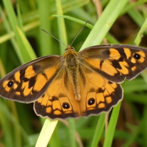 Heteronympha penelope at Braemar, NSW - 24 Feb 2023 10:10 AM