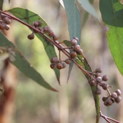 Eucalyptus mannifera (Brittle Gum) at Wanniassa Hill - 23 Feb 2023 by LoisElsiePadgham