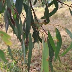 Eucalyptus mannifera at Jerrabomberra, ACT - 24 Feb 2023