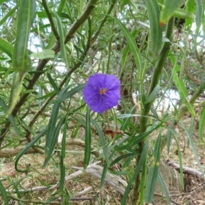 Solanum linearifolium at Molonglo Valley, ACT - 23 Feb 2023