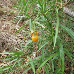 Solanum linearifolium at Molonglo Valley, ACT - 23 Feb 2023 11:02 AM