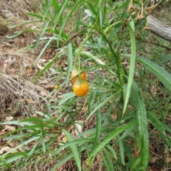Solanum linearifolium at Molonglo Valley, ACT - 23 Feb 2023