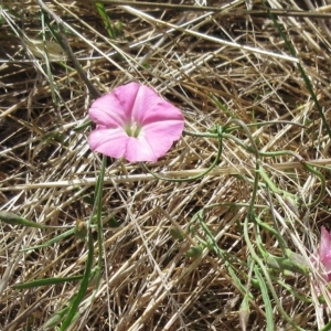 Convolvulus angustissimus subsp. angustissimus at Molonglo Valley, ACT - 23 Feb 2023 11:31 AM