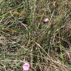 Convolvulus angustissimus subsp. angustissimus at Molonglo Valley, ACT - 23 Feb 2023 11:31 AM