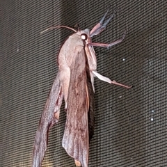 Coequosa australasiae (Double Headed Hawk Moth) by ginji