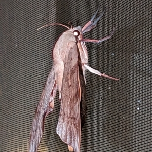 Coequosa australasiae at suppressed - suppressed