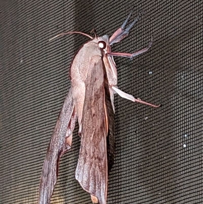 Unidentified Hawk moth (Sphingidae) at Fairy Meadow, NSW - 23 Feb 2023 by ginji