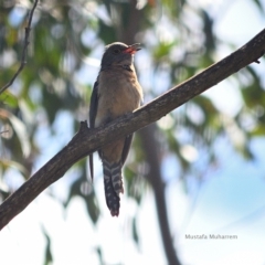 Cacomantis flabelliformis (Fan-tailed Cuckoo) at Bargo, NSW - 22 Nov 2021 by Freebird