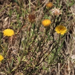 Rutidosis leptorhynchoides (Button Wrinklewort) at Deakin, ACT - 15 Feb 2023 by AndyRoo