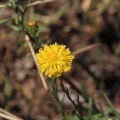 Rutidosis leptorhynchoides at Deakin, ACT - 15 Feb 2023