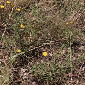 Rutidosis leptorhynchoides at Deakin, ACT - 15 Feb 2023