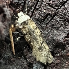 Endrosis sarcitrella (White-shouldered House Moth) at Ainslie, ACT - 18 Feb 2023 by Pirom