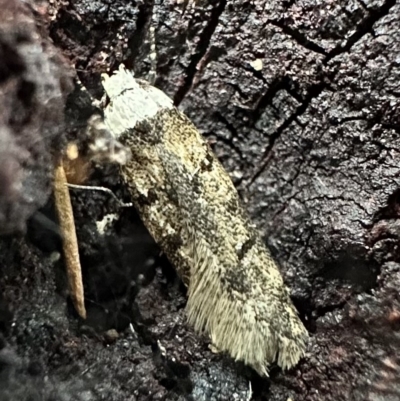 Endrosis sarcitrella (White-shouldered House Moth) at Ainslie, ACT - 18 Feb 2023 by Pirom