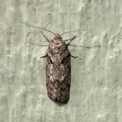 Philobota philostaura (A Concealer moth (Philobota group)) at Ainslie, ACT - 10 Feb 2023 by Pirom