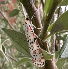 Utetheisa (genus) (A tiger moth) at Ainslie, ACT - 18 Feb 2023 by Pirom