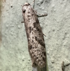 Lepidoscia (genus) ADULT at Ainslie, ACT - 15 Feb 2023