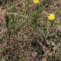 Rutidosis leptorhynchoides (Button Wrinklewort) at Red Hill Nature Reserve - 24 Feb 2023 by AndyRoo