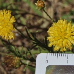 Rutidosis leptorhynchoides at Deakin, ACT - 25 Feb 2023