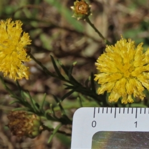 Rutidosis leptorhynchoides at Deakin, ACT - 25 Feb 2023