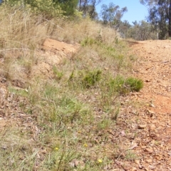 Rutidosis leptorhynchoides at Deakin, ACT - 25 Feb 2023